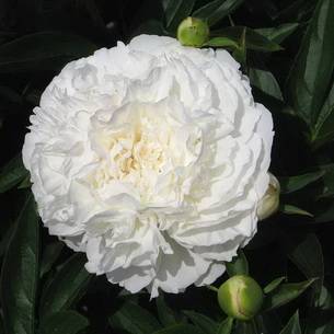Пион уайт кэп (paeonia white cap) — особенности посадки цветка