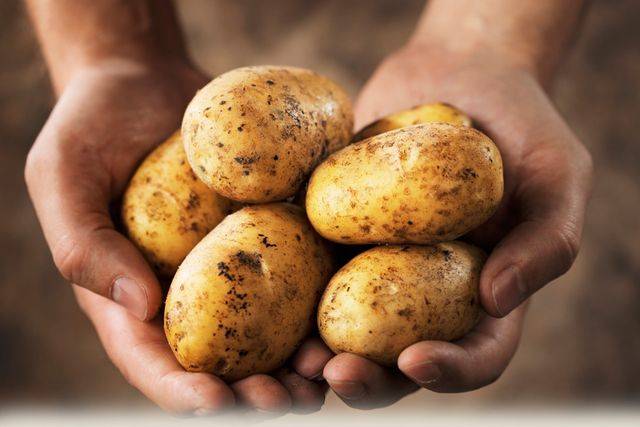 Можно ли есть почерневшую картошку. картофель чернеет практические советы
