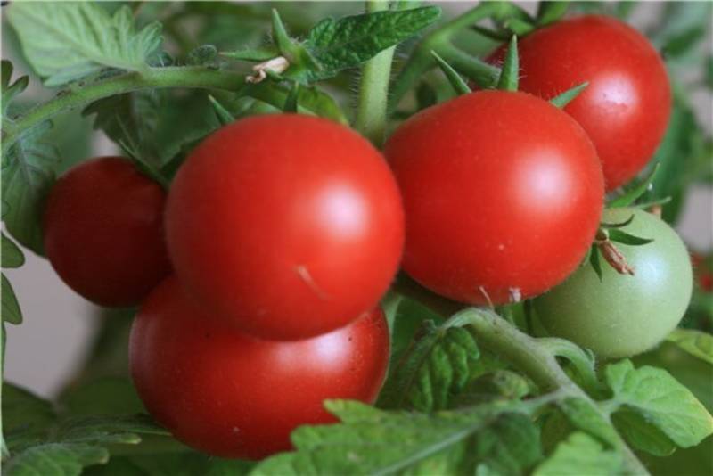 Нетребовательный в уходе, универсальный по применению и просто замечательный сорт томата «толстый джек»