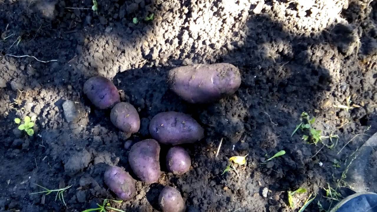 Сорт картофеля "брянский деликатес" - описание характеристики отзывы фото видео