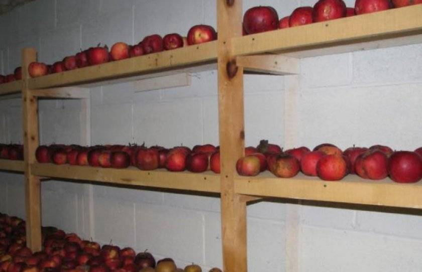 Зимнее хранения яблок в подвале – способы и правила
