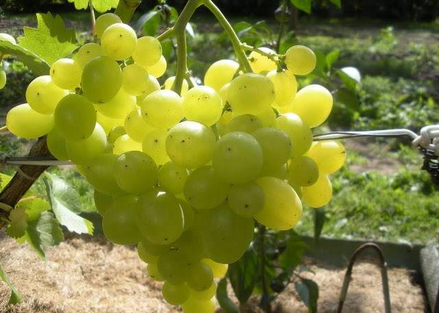 Сорт винограду галахад. опис та фото