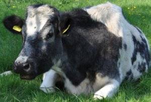 Отравление крс (овец, коз, коров): симптомы и лечение