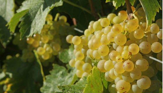 Сорт винограда фрумоаса албэ: отзывы и описание