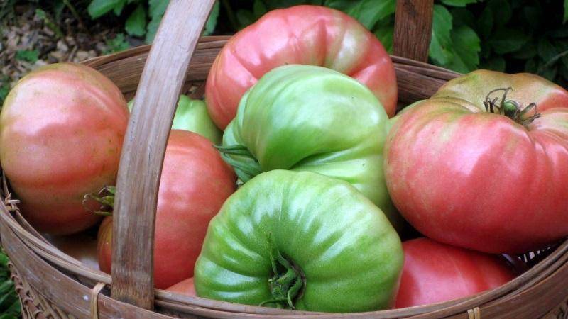 Где и как хранить зеленые помидоры чтобы они покраснели как можно быстрее и как сохранить надолго спелые плоды