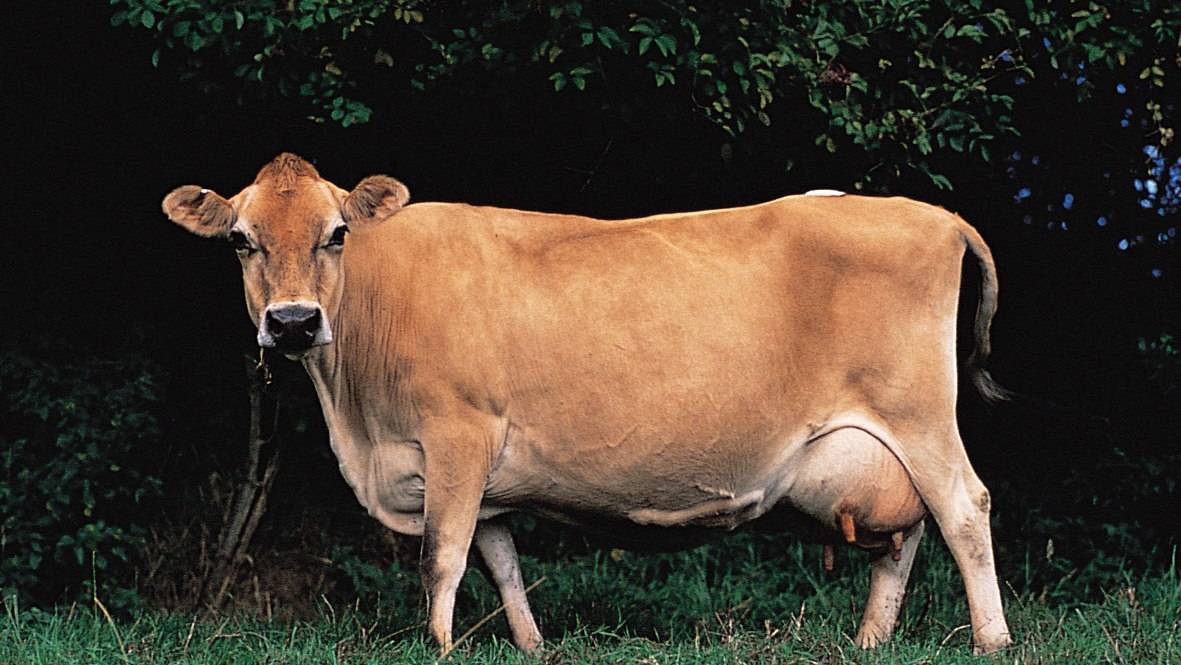 Описание и разведение джерсейской породы коров
