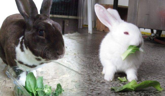 Что едят декоративные кролики