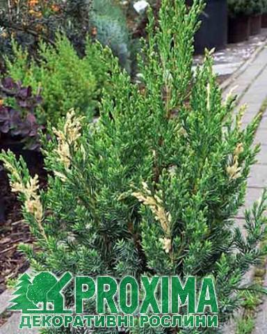 Можжевельник китайский блаув (juniperus chinensis blaauw)