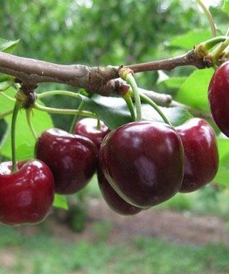 Особенности посадки и ухода сортом вишни щедрая