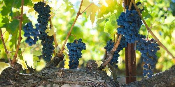 Виноград каберне кортис: что нужно знать о нем, описание сорта, отзывы