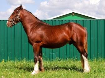 Лошадь — тяжеловес: происхождение и развитие породы