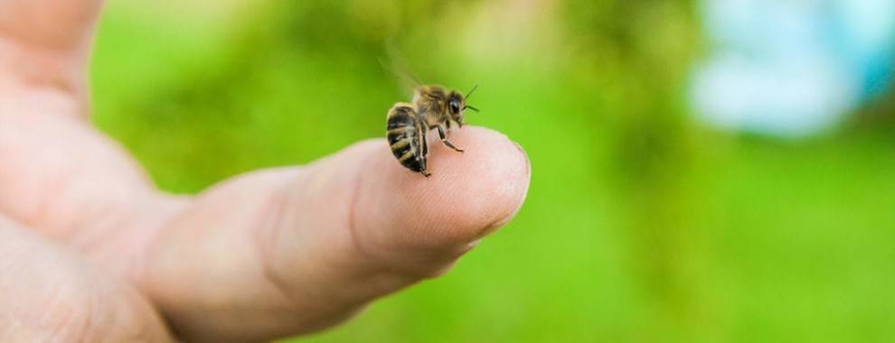 Лечение аденомы простаты и простатита пчелиным подмором