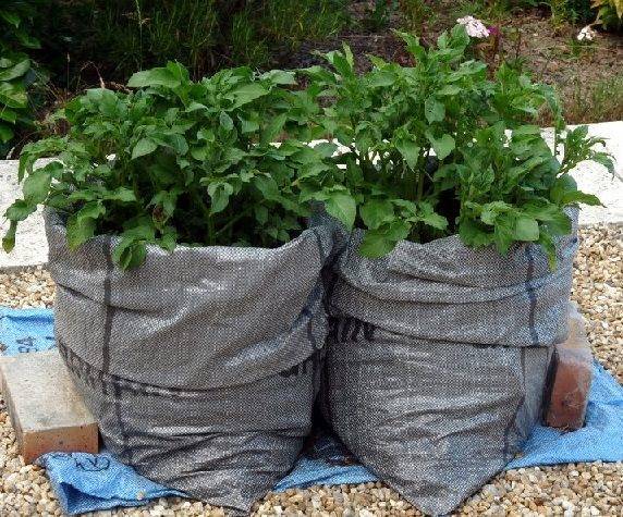 Картофель в мешках: необычный метод выращивания для огородников-экспериментаторов