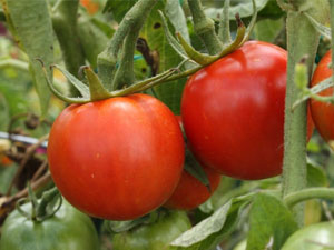 Выращивание томата джина тст