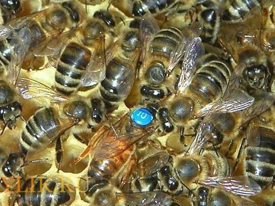 Пчеломатка: её виды, роль в улье и жизненный цикл