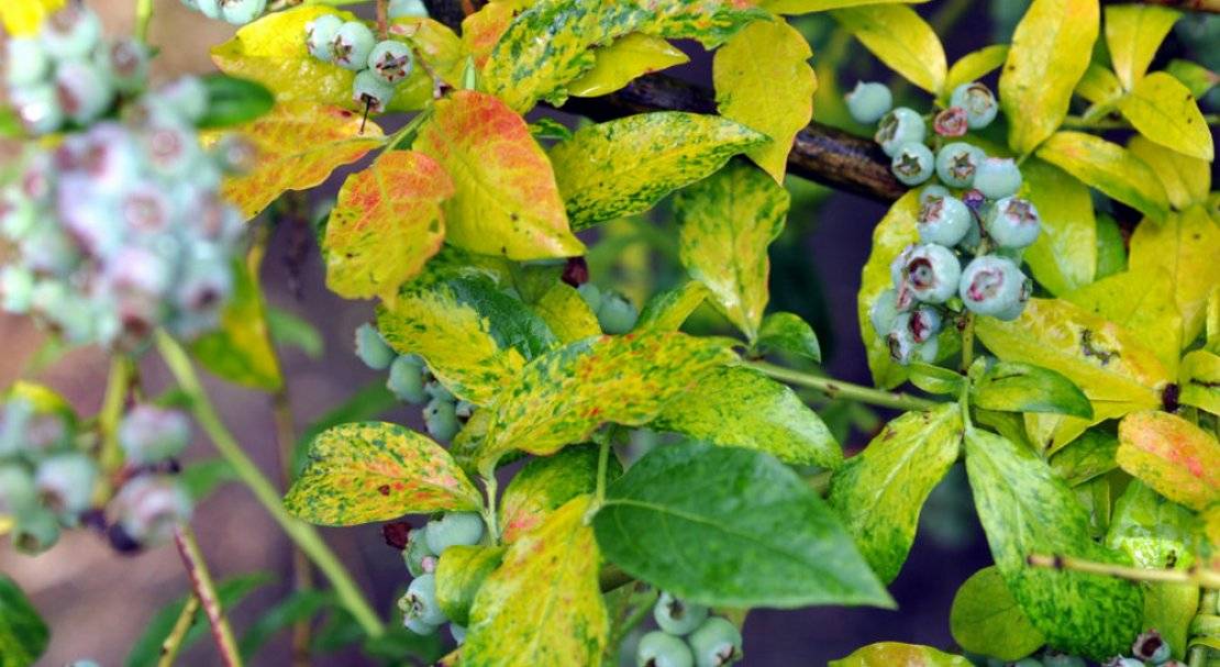 Голубика блюрей: характеристика сорта и тонкости выращивания