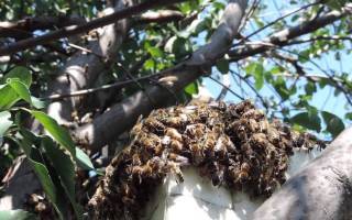 Ловушки для пчел: как сделать и где лучше ставить