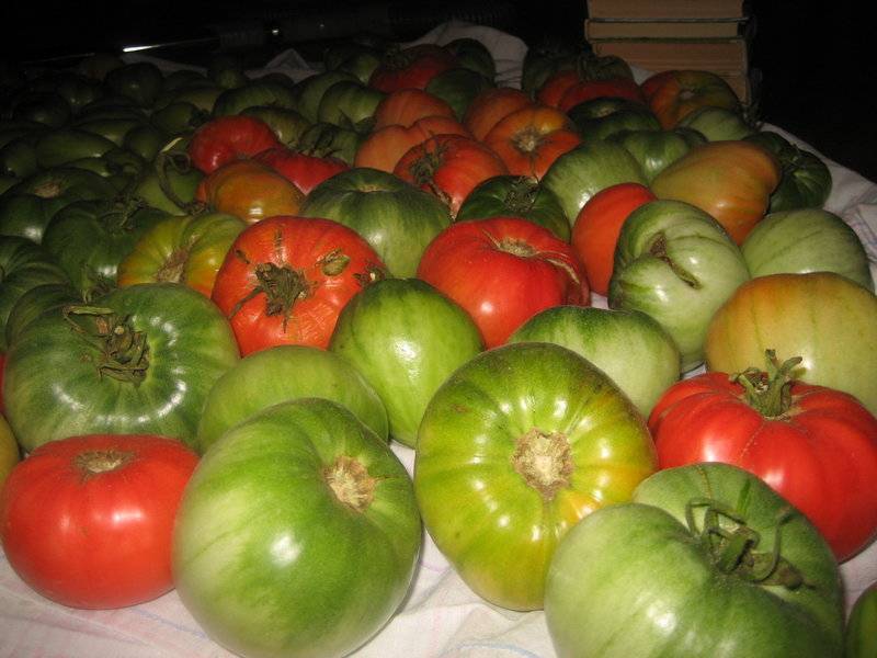Как хранить зеленые помидоры, чтобы они покраснели дома