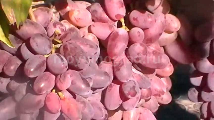 Виноград байконур. описание ягод, размножение, подкормка, обрезка