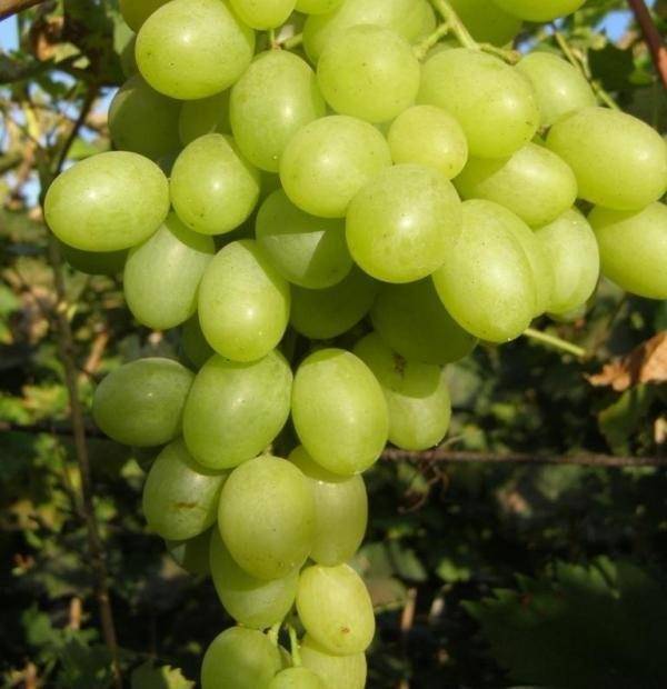 Особенности сорта винограда благовест