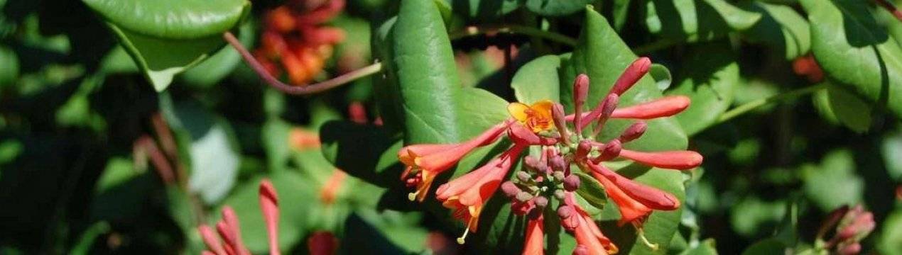Жимолость каприфоль: обильно цветущая лиана на приусадебном участке