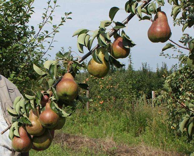 Условия посадки яблони краса свердловска. описание и фото