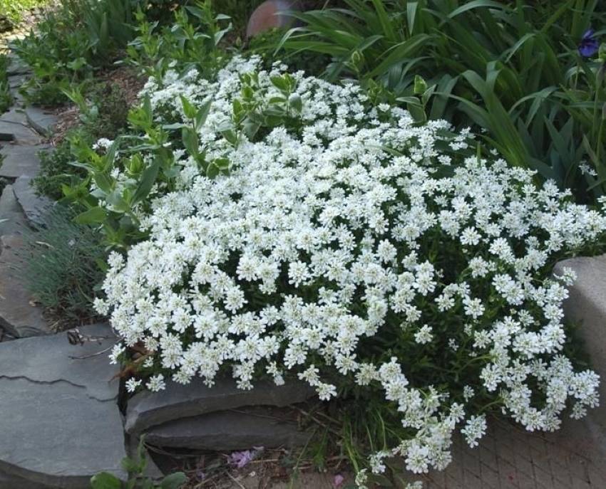 Цветок иберис многолетний — выращивание и уход