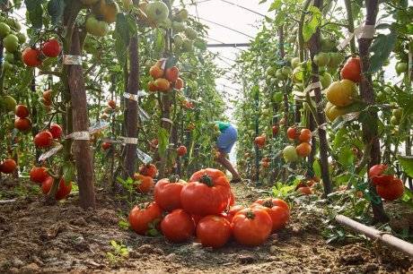 Почему возникает фитофтора на томатах и как с ней бороться?