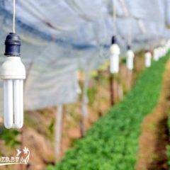 Лампа для выращивания рассады обзор видов и особенности процесса досвечивания