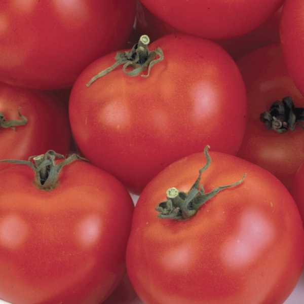 Никола — томат с сибирским характером