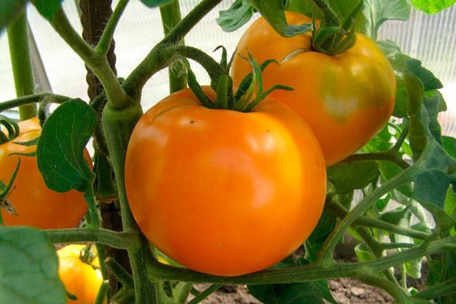 Популярные сорта помидоров в краснодарском крае