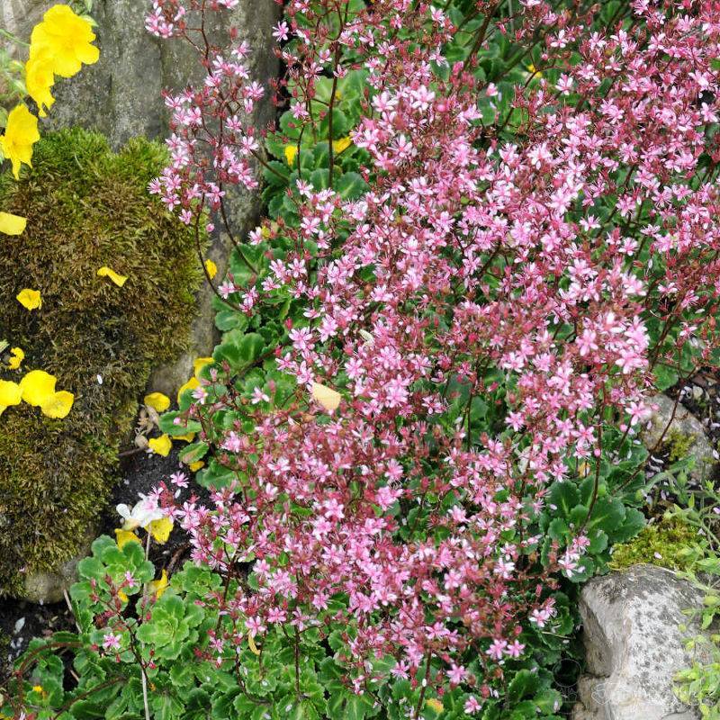 Растение камнеломка садовая: названия видов и сортов с фото, видео посадки и ухода за цветком