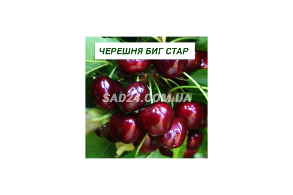 Особенности выращивания и ухода за персиком сорта биг хани