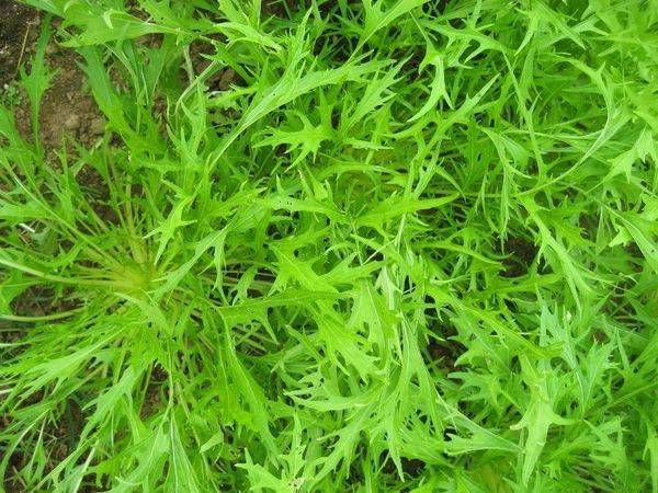 Агротехнические секреты выращивания японской капусты