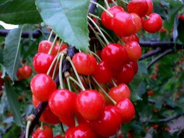 Черешня троснянская — описание сорта, фото, отзывы садоводов