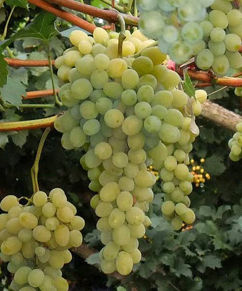 Сорт винограда белое чудо: характеристика, агротехника выращивания