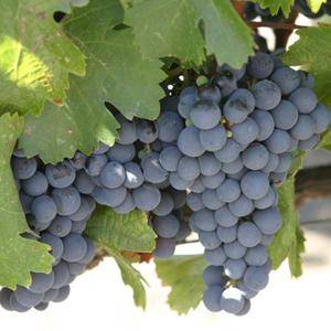 Виноград «изабелла» — посадка и уход