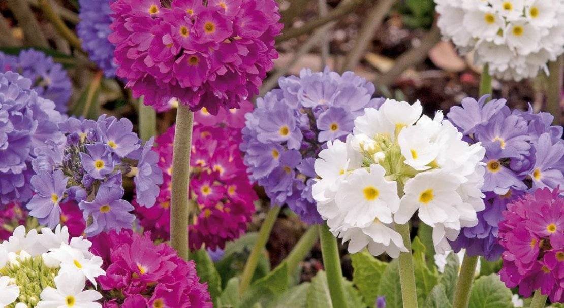 Цветок примула садовая многолетняя: фото, описание, как ухаживать за примулами, какие бывают виды примул