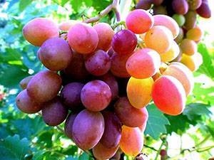 Об обрезке винограда для начинающих