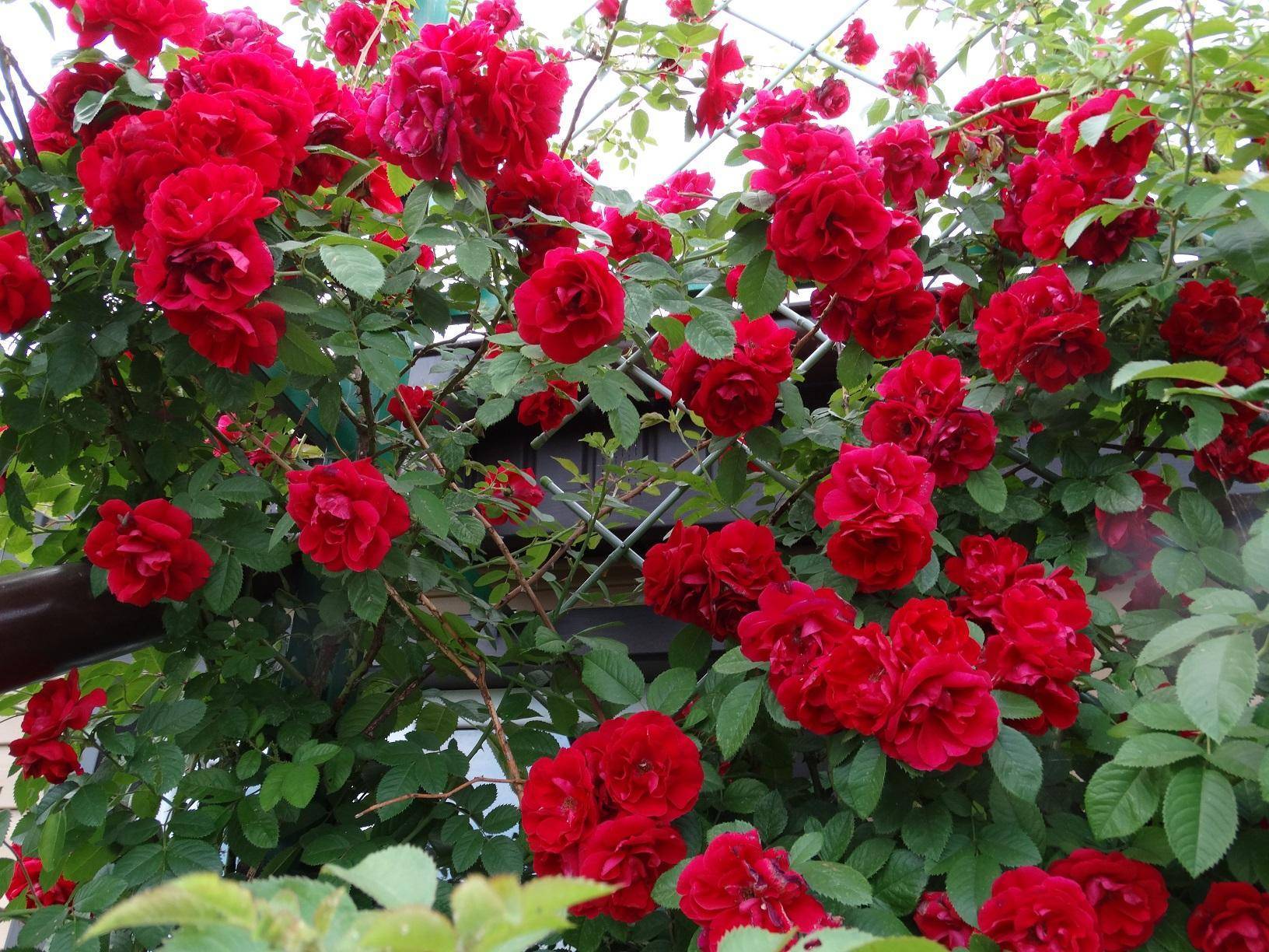 Роза «амадеус» (22 фото): описание, характеристика и размеры плетистого сорта роз, отзывы