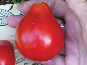 Сорт томата «трюфель красный»: описание, характеристика, посев на рассаду, подкормка, урожайность, фото, видео и самые распространенные болезни томатов