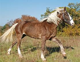 Лошади башкирской породы: описание, характеристики и фото