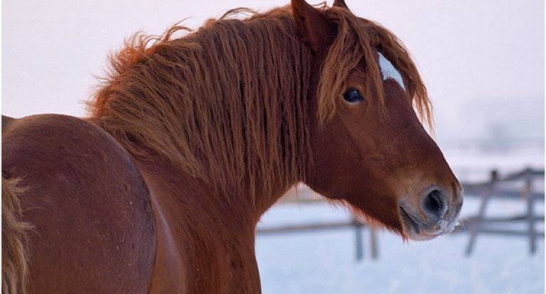 Владимирский тяжеловоз: характеристика лошадей, содержание и уход