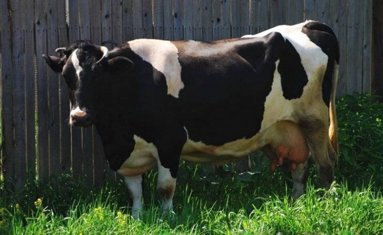 Как определить стельность коровы в домашних условиях, индекс осеменения коров