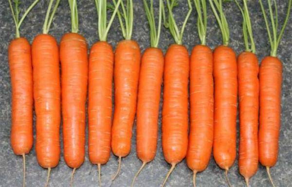 Морковь настена