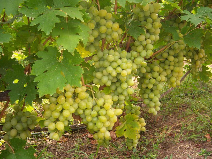 Описание сорта винограда валек