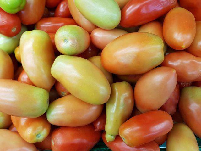 Среднеспелый томат рома – неприхотливый универсальный сорт. подробное описание
