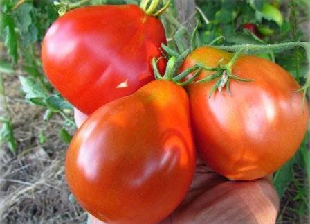Отличный товарный вид и высокая урожайность — томат брат f1: описание сорта и его характеристики
