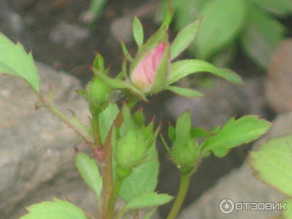 Роза многоцветковая вечноцветущая мини садовый аромат: выращивание