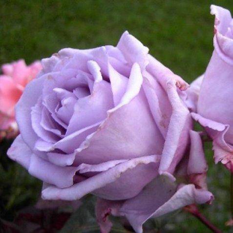 Чайно-гибридная роза blue perfume (блю парфюм): описание сорта, фото